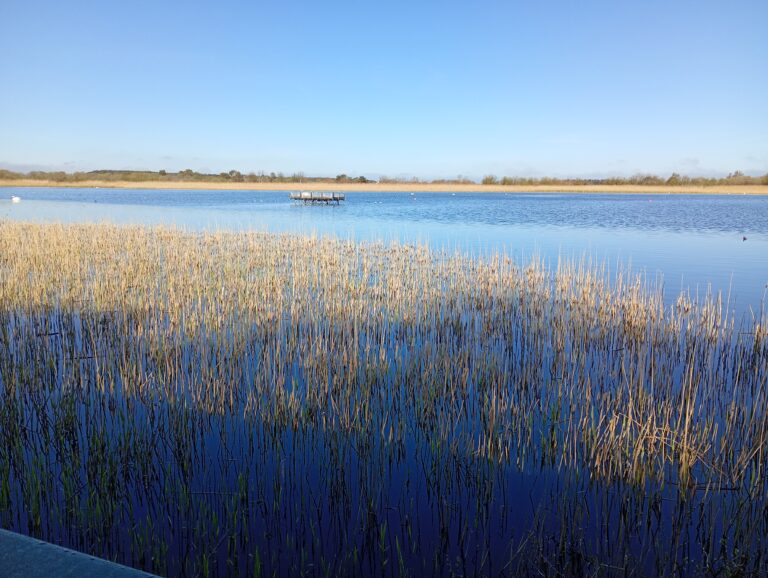 Birdwatching – and listening